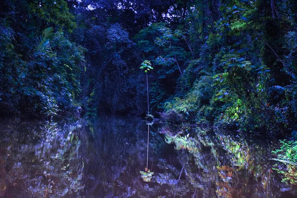 Amanhecer Místico Floresta Tropical Reflexões Lago Conceito Uma Natureza Misteriosa — Fotografia de Stock