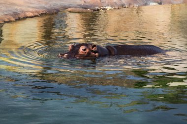 Sudaki yaygın su aygırı..