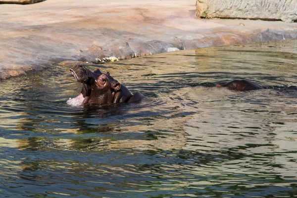 Hippopotame Commun Dans Eau — Photo