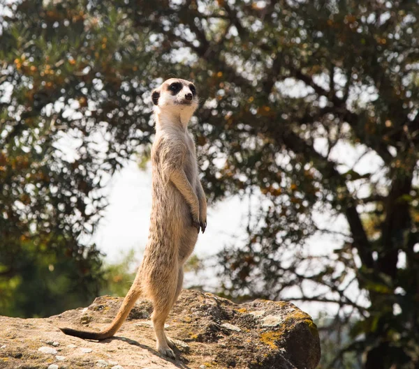 Meerkat Mangosta Suricat Suricatta Pie Lindo Animal —  Fotos de Stock