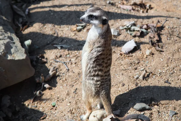 Meerkat Mangosta Suricat Suricatta Pie Lindo Animal —  Fotos de Stock