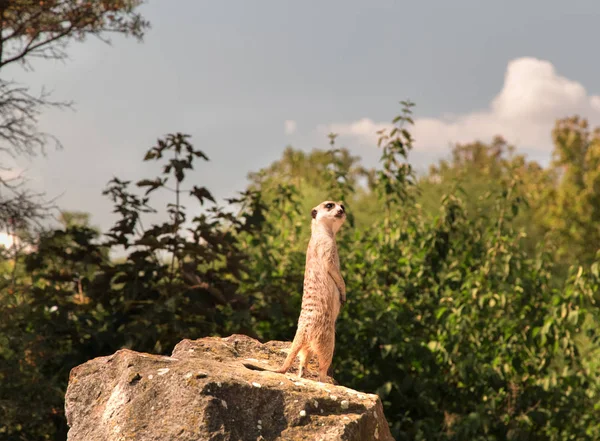 Çöl faresi. Firavun faresi. Suricat suricatta ayakta. Sevimli hayvan.