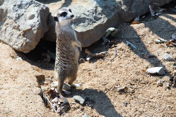 Meerkat Mangosta Suricat Suricatta Pie Lindo Animal —  Fotos de Stock