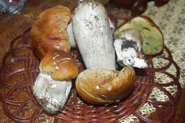 Boletus Paddestoelen Een Mand Verse Champignons Close Paddestoel Van Caps — Stockfoto