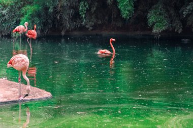 pembe flamingo
