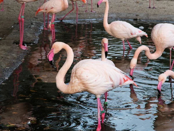 Рожеві Фламінго Озеро Празький Зоопарк — стокове фото