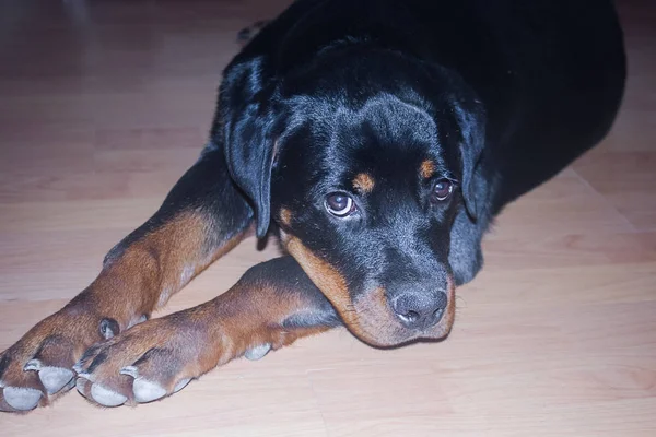 Puppy Rottweiler House Wooden Floor Young Dog Lies Floor House — Stock Photo, Image