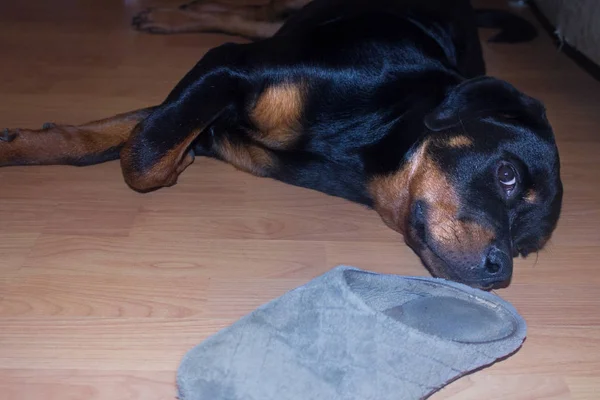 Puppy rottweiler  in a house. Wooden floor. Young dog lies on the floor of the house.Selective focus