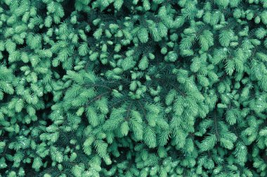  Pine.Fir ağaç dallarının Noel tasarımı için. Çam ağacı dalları arka plan olarak. Yaprakları yağmur damlaları.
