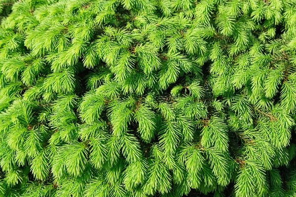 Tannenzweige Für Die Weihnachtsgestaltung Kiefernzweige Als Hintergrund Regentropfen Blätter — Stockfoto