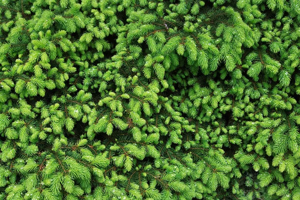 Tannenzweige Für Die Weihnachtsgestaltung Kiefernzweige Als Hintergrund Regentropfen Blätter — Stockfoto