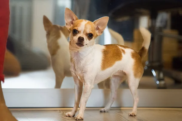 Ayna yakınındaki küçük köpek ayakta. Chihuahua köpek. Ayna yansıması