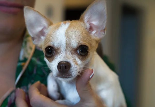 Kleine Hond Portret Chihuahua Hond Aan Vrouwelijke Kant — Stockfoto
