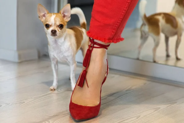Small Dog Standing Female Leg Red Shoes Female Leg Red — Stock Photo, Image