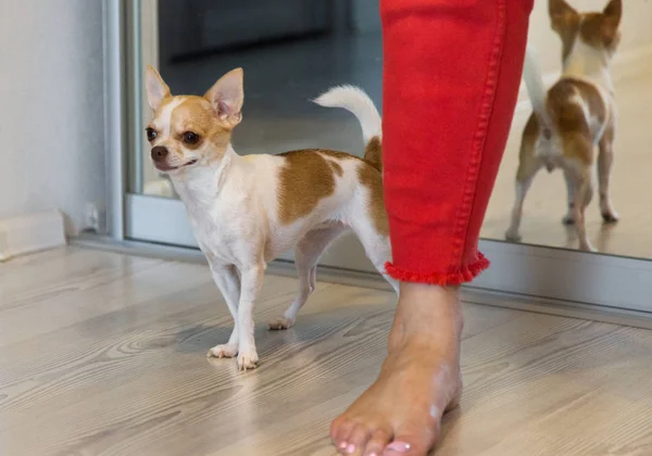 Cão Pequeno Perto Perna Feminina Calças Vermelhas Reflexão Espelho — Fotografia de Stock
