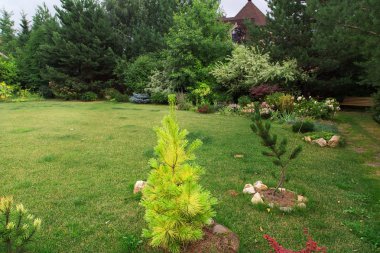 İğne yapraklı ağaçlar ile bahçe yeşil çim. Arka bahçe veranda.