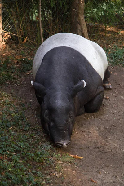 Malaya tapir (Tapirus Indicus) uyuyor. Tapir kapatın. Tapir portre. Prag Hayvanat Bahçesi