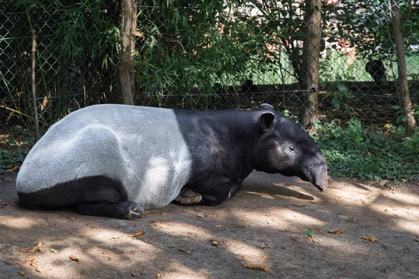 Malaya tapir (Tapirus Indicus) uyuyor. Tapir kapatın. Tapir portre. Prag Hayvanat Bahçesi