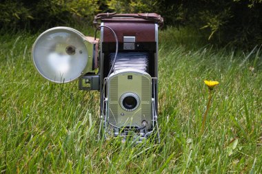 Yeşil çimenlerin üzerinde eski vintage fotoğraf makinesi. Sarı Karahindiba çiçeği.