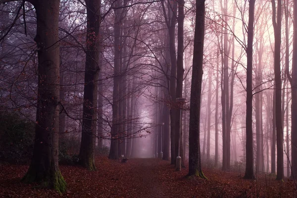 Autumn Forest Path Secluded Forest Foggy Autumn Forest Purple Colors — Stock Photo, Image