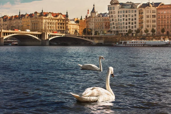 İki Nehri Vltava kuğuların beyaz. Ev ve Prag mimari arka plan dans.