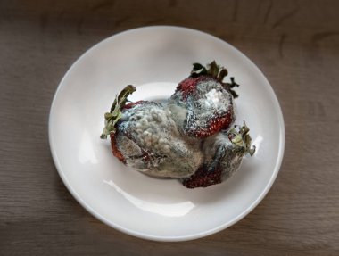 Çürük yiyecek. Çilek ile kalıp. Çürük çilek küf ile. Mavi ve gri kalıp.