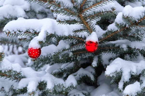 Çam ağacında asılı kırmızı Noel Baubles. Kırmızı kabarcıklar ile Noel için dekore Snowy Pine ağacı.