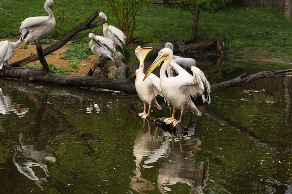 Група Пеліканів Воді Білий Пелікан Рожевий Пелікан Гілках Озері — стокове фото
