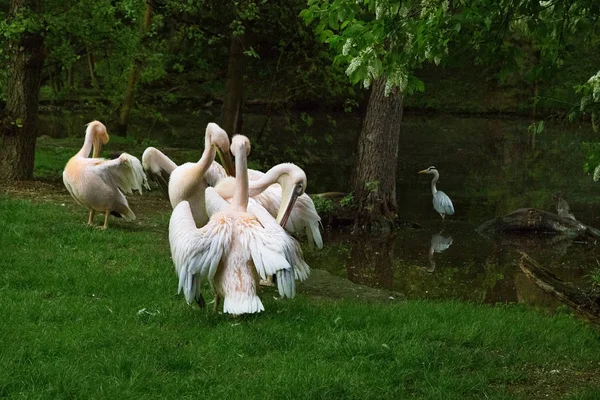 Група Пеліканів Рожеві Пелікани Зеленій Траві Очищають Своє Пір Сіра — стокове фото