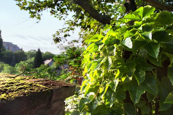 Parede Pedra Velha Sol Iluminado Hera Com Vista Rural Fundo — Fotografia de Stock