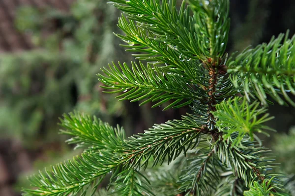 Pine Tree Branch Rain Drops Close Evergreen Conifer Close Blurred — Stock Photo, Image