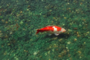  Berrak suda Kızıl Koi balığı. Yüzeye Yakın Gölette İzole Japon Koi. 