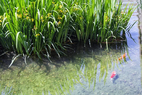 Japon Koi Pond Yakın Surface.Yellow ris suda yeşil yaprakları ile. Yüzme balıkları.