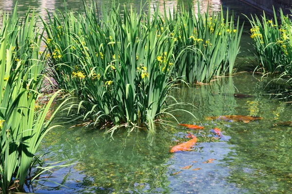 Japon Koi Pond Yakın Surface.Yellow ris suda yeşil yaprakları ile. Yüzme balıkları.
