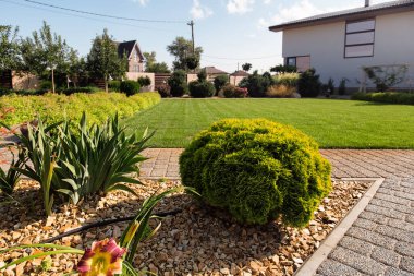 Modern kozalaklı ağaç bahçesi tasarımı. Bahçenin asma yolu. Bahçecilik