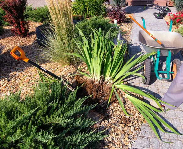 İris bitkisini yeniden yerleştirmek için bölüyoruz. Bahçe küreği, el arabası, genç ardıç ve çalılar. Bahçıvanlık.