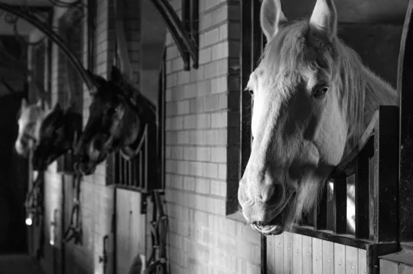 Horses in a stable peeking from a stall in a row. Funny muzzle. Horse laugh
