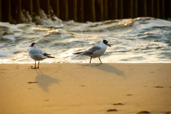 Seagulls walking on the sea sand in the evening sun rays against the sea waves — Stock Photo, Image