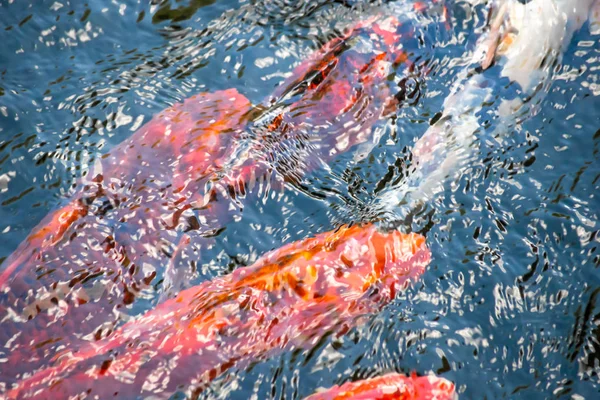 漂浮在池塘中的不同颜色的鱼在水面上产生涟漪。顶视图 — 图库照片
