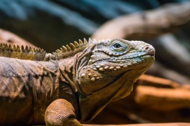 Binturongun doğal yaşam ortamı bir iguana portresi. Fotoğraf arka plan ağaç gövdesi üzerine yakın mesafeden.