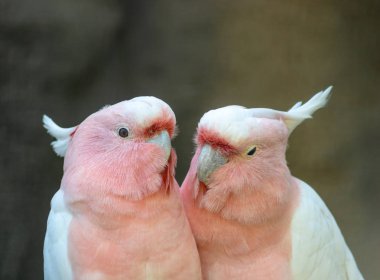 Cockatoos güzel birkaç. İki sevgili bir dal üzerinde oturan ve cooing beyaz ve pembe renkleri papağan