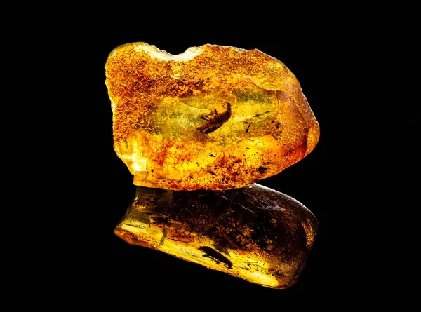 Amazing baltic amber dengan dibekukan dalam bagian ini sebuah serangga prasejarah yang tidak diketahui — Stok Foto