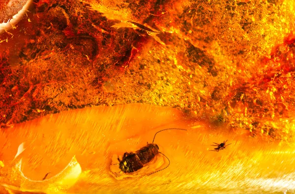 Liten Bit Baltisk Bärnsten Med Förhistoriska Insekter Inuti Inkludering Amber Royaltyfria Stockfoton