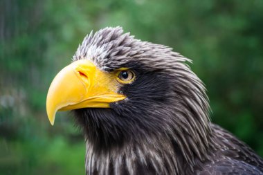 Yeşil arka planda bir kartalın doğal ortamında çekilmiş güzel detaylı portresi. Steller 'ın Deniz Kartalı. 