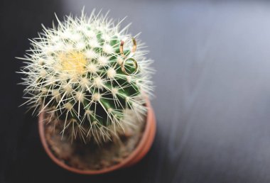 Alyans kaktüsün üstüne