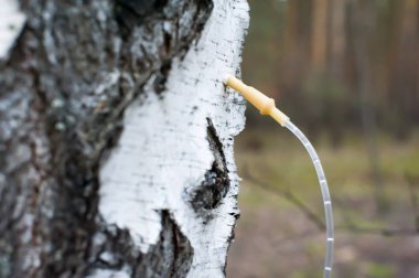 Huş ağacı sap damlalık ile toplamak