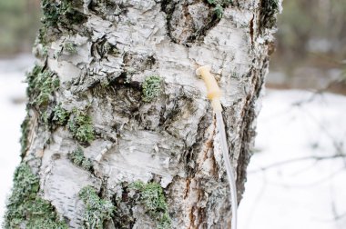 Huş ağacı sap damlalık ile toplamak