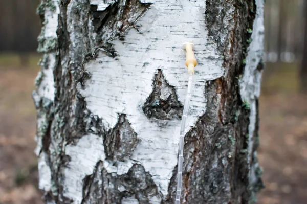 Dropper 자작나무 — 스톡 사진