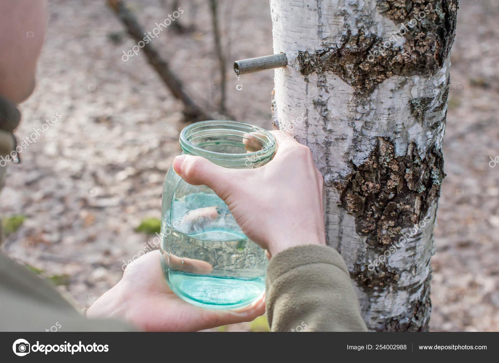 При какой температуре собирают березовый сок. Телеграмм березовый сок. Правила бора берёзового сока. Сбор березового сока. Пакеты для сбора березового сока.