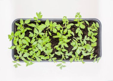 Beyaz arka plan üst görünümünde toprak ile bir çekmecede genç domates fidanları